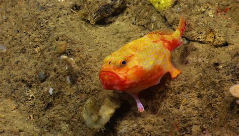 Extraordinary Deep-sea Footage Captures Fish With ‘Feet’ Walking Across ...