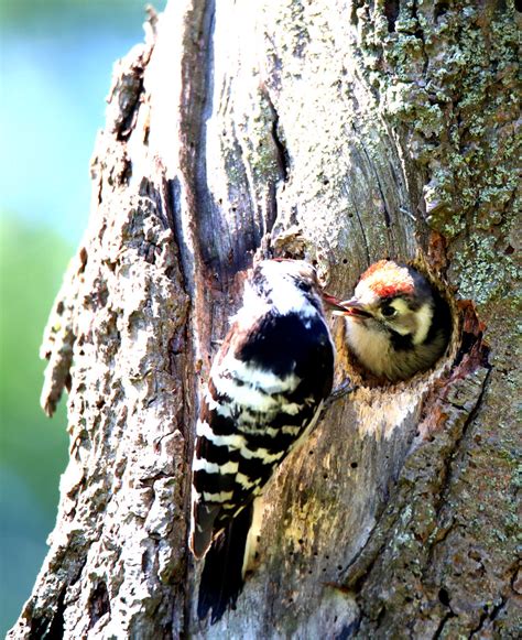 Lesser Spotted Woodpeckers Lukasz Wielec Flickr