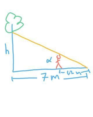 Calcula la altura de un árbol que proyecta una sombra de 7 metros Se