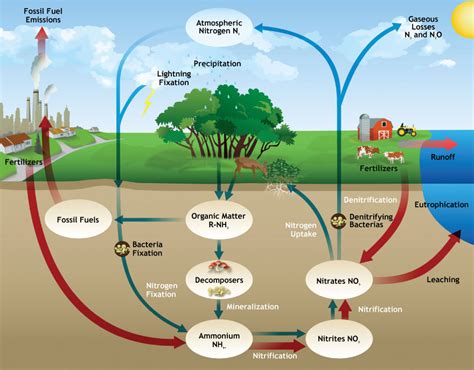 Will Cover Crops Feed The World Biology Fortified Inc