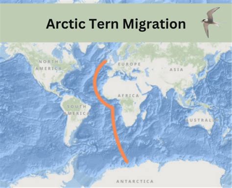 World Migratory Bird Day Esri Mapping Migration Irelands Wildlife