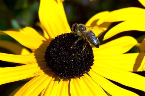 Flor Abeja Polinización Foto gratis en Pixabay Pixabay