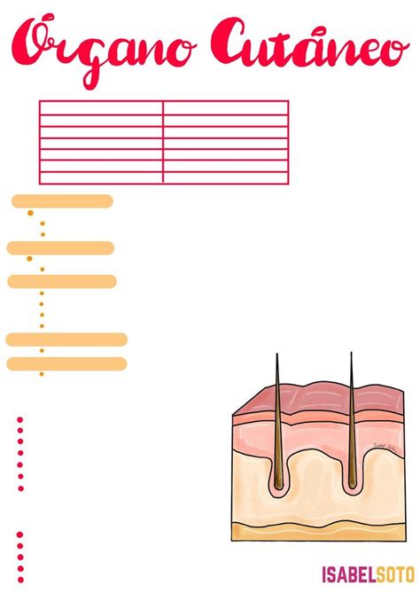 Órgano Cutáneo Generalidades Dermatología Bibliografía