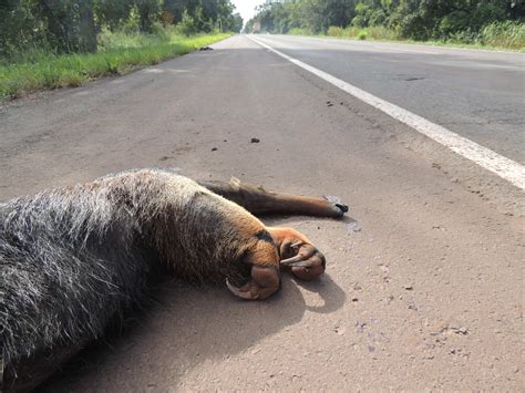 Manual Traz Orienta Es Para Diminuir Atropelamentos De Animais