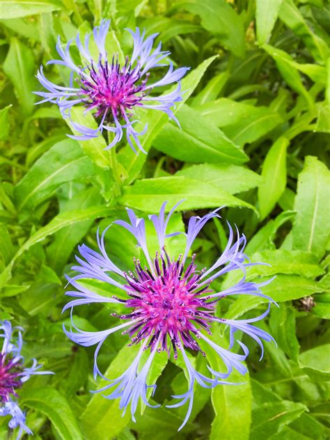 Centaurea Cyanus Free Stock Photo - Public Domain Pictures