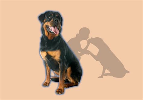 Rottweiler Carattere E Prezzo The Pet Life