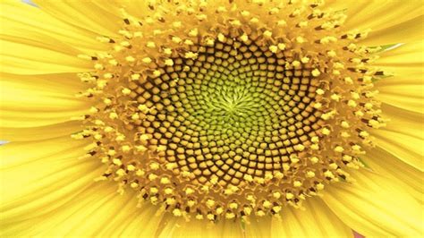 10 Beautiful Examples Of Symmetry In Nature Youtube