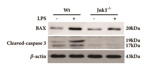 Jnk1 Knockout Decreases Peritoneal Mesothelial Cells Apoptosis Induced