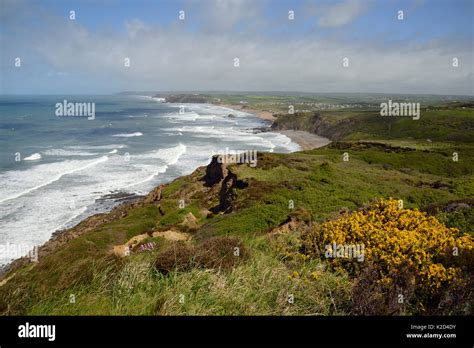 Ulex Floridus Hi Res Stock Photography And Images Alamy
