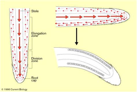 Plant Tropisms The Ins And Outs Of Auxin Current Biology