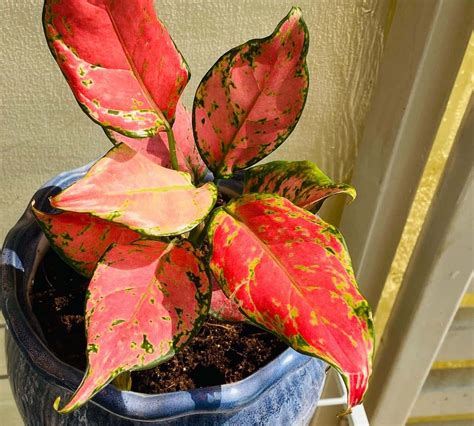 How To Grow Care For Red Aglaonema Expert Guide