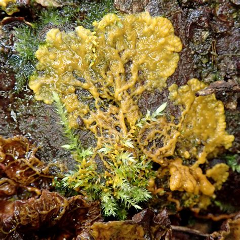 Physarum Polycephalum