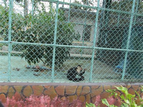 Capuchin Monkey Exhibit Zoologico Nacional Zoochat