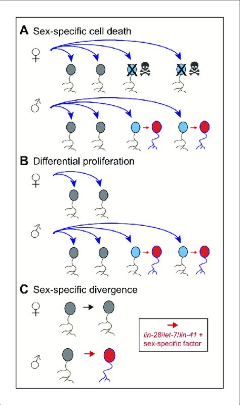 Sexual Dimorphism In Neurons The Sex Of An Animal Can Modify The