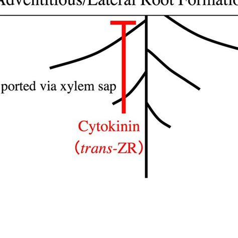 (PDF) Involvement of cytokinins in adventitious and lateral root formation