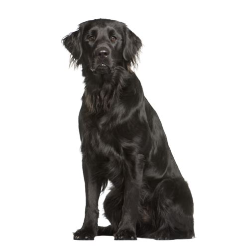 Flat Coated Retriever Welpen Kaufen Welpe De