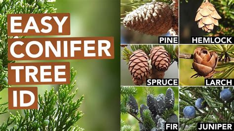 Types Of Coniferous Trees With Pictures