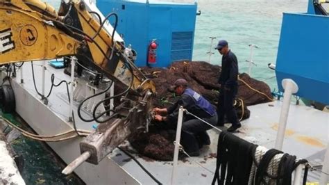 Recolectan 5 Mil Toneladas De Sargazo En Quintana Roo