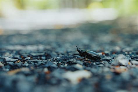 Close Up Photo of a Beetle · Free Stock Photo