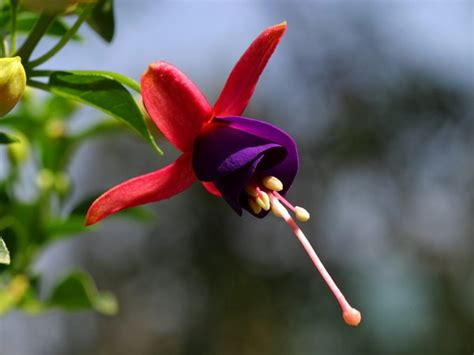 Fuchsia Pictures Photos Information And Images Of Plants Science