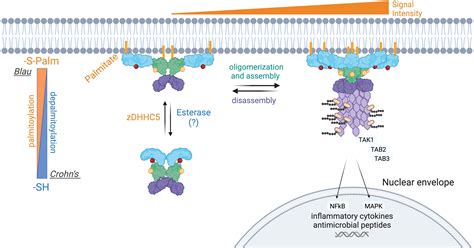 Frontiers Multifaceted Roles And Regulation Of Nucleotide Binding