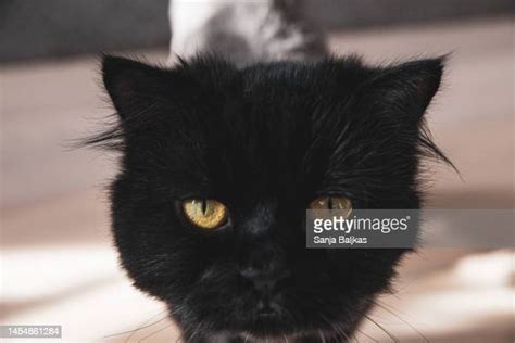 Persian Cat Haircuts Photos and Premium High Res Pictures - Getty Images