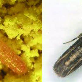 Left: larva of the pink bollworm moth. Right, adult of the pink ...