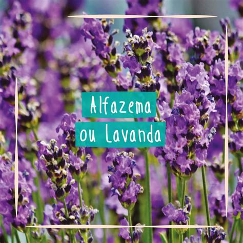 Descobrir Imagen Como Plantar Alfazema Ou Lavanda Br Thptnganamst