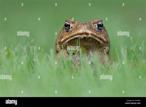 Cane Toad Bufo Marinus Northern Territory Australia Stock Photo Alamy