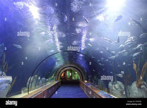 Underwater tunnel Oceanografic aquarium Valencia Spain Stock Photo - Alamy