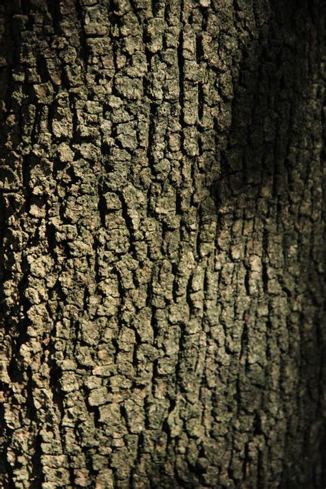 Branch Wood Texture Leaf Trunk Log Image Free Photo