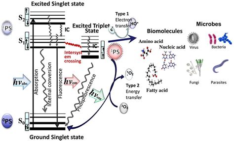 Frontiers Antimicrobial Photodynamic Therapy To Control Clinically Relevant Biofilm Infections