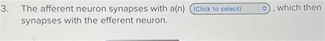 Solved The afferent neuron synapses with a(n) , ﻿which | Chegg.com