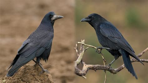 Corbeau Ou Corneille Cole