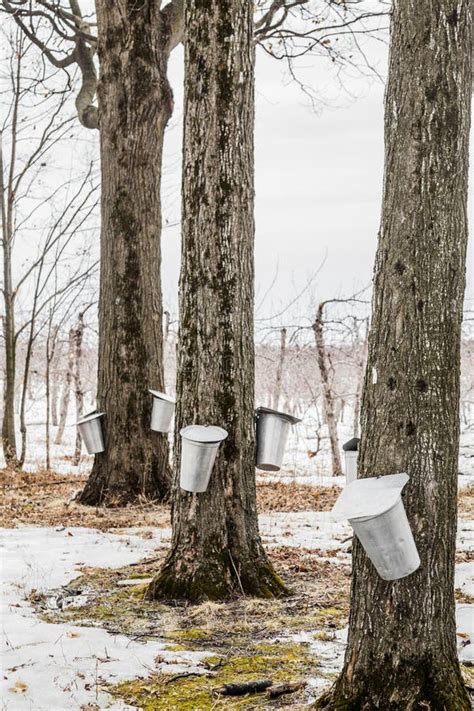 Forest Of Maple Sap Buckets On Trees Stock Image Image Of Gather