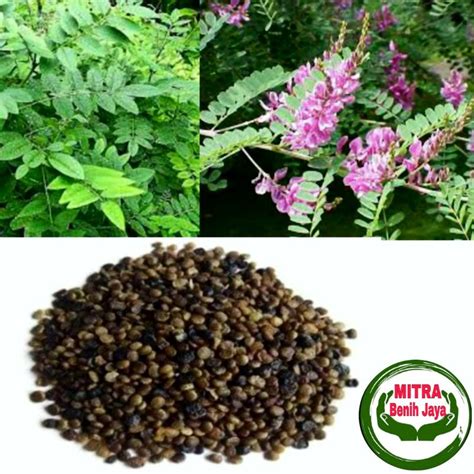 Jual 300 Biji Benih Pakan Ternak Indigofera Benih Indigofera Super F1