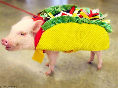 The Adorable Costumes Given To Animals On Dress Up Your Pet Day Daily