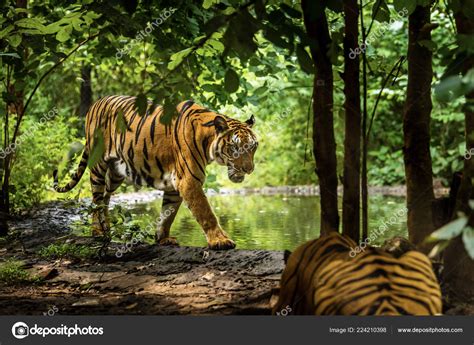 Tiger In The Forest