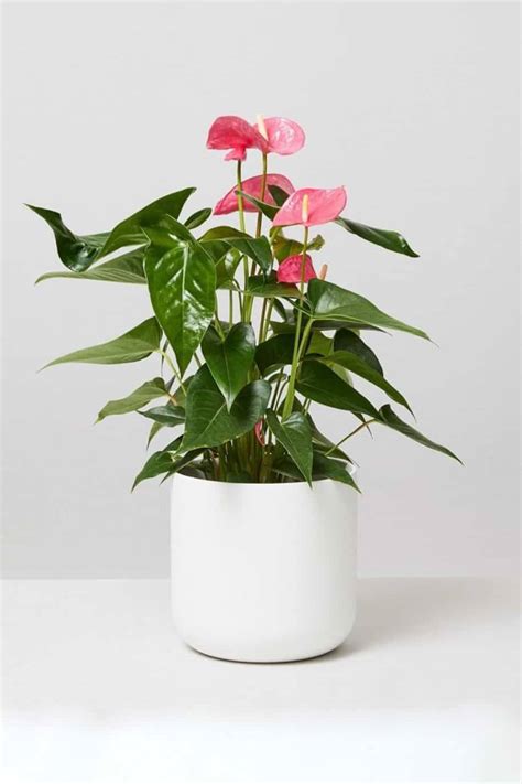 Anthurium Pink - Indoor Plants | Plantshop.me