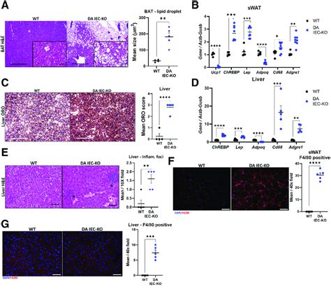 Da Iec Ko Mice Show Lipid Accumulation And Macrophage Infiltration In