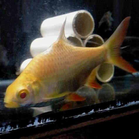 Jual Hiasan Aquarium Ikan Kaviat Albino Ikan Hias Tankmate Di Seller