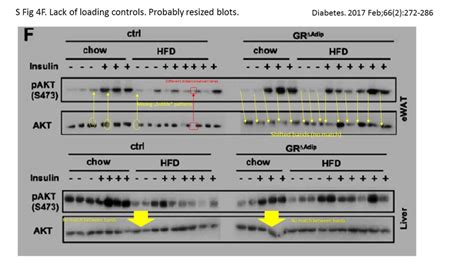 On Western Blot Loading Controls Lessons From Richard Moriggl Lab For Better Science