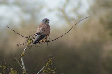 Kestrel | Animals, Kestrel, Birds