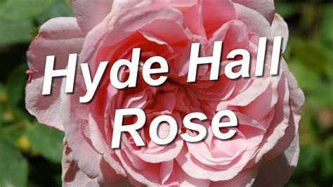 Hyde Hall Rose David Austin Youtube