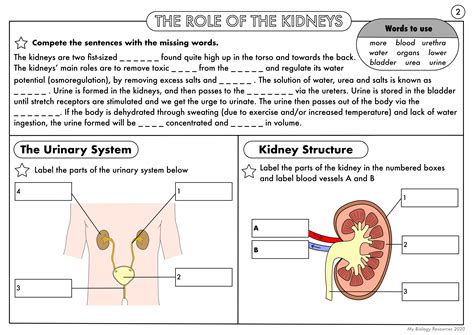 NEW GCSE Biology Excretion The Kidney And Kidney Failure