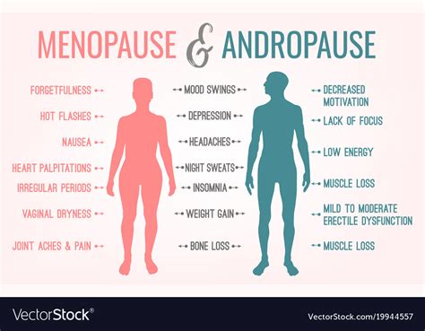 Menopausia Y Andropausia ¿cómo Se Come Eso Infografía 0800flor