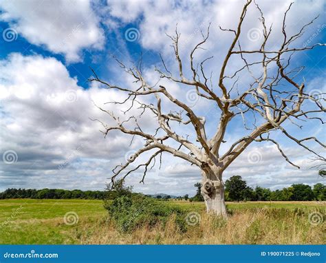 Rvore Solit Ria Morta C U Azul E Nuvens Dram Ticas Imagem De Stock