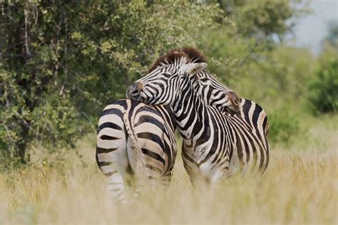 Qué ver y hacer en un viaje al Parque nacional Kruger Passporter Blog