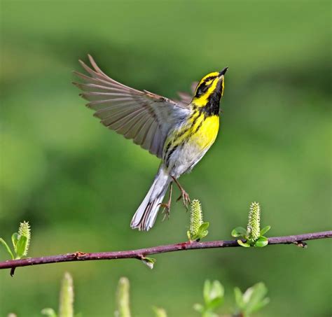 20 Stunning Warblers To Look For In Spring Birds And Blooms