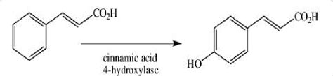 Oxidation Of Cinnamic Acid By Cinnamic Acid 4 Hydroxylase In The Download Scientific Diagram